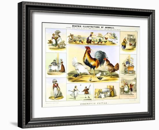 Domestic Fowl, C1850-Benjamin Waterhouse Hawkins-Framed Giclee Print