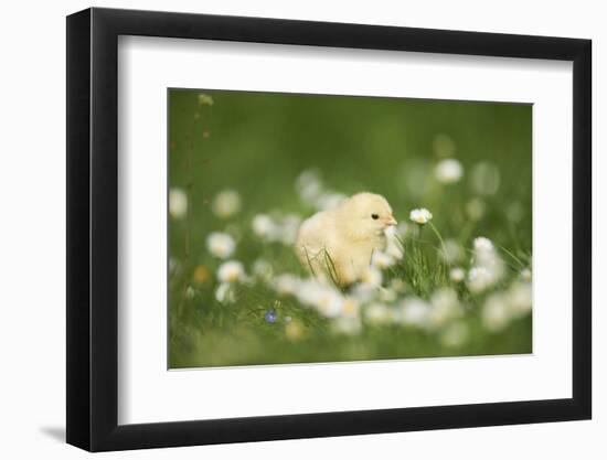 domestic fowl, Gallus gallus domesticus, chicken, meadow, stand-David & Micha Sheldon-Framed Photographic Print