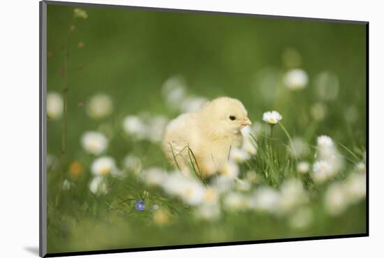 domestic fowl, Gallus gallus domesticus, chicken, meadow, stand-David & Micha Sheldon-Mounted Photographic Print