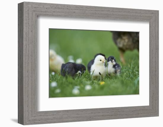 domestic fowl, Gallus gallus domesticus, chicken, meadow, stand-David & Micha Sheldon-Framed Photographic Print