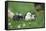 domestic fowl, Gallus gallus domesticus, chicken, meadow, stand-David & Micha Sheldon-Framed Stretched Canvas
