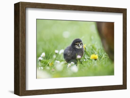 domestic fowl, Gallus gallus domesticus, chicken, meadow, stand-David & Micha Sheldon-Framed Photographic Print