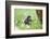 domestic fowl, Gallus gallus domesticus, chicken, meadow, stand-David & Micha Sheldon-Framed Photographic Print