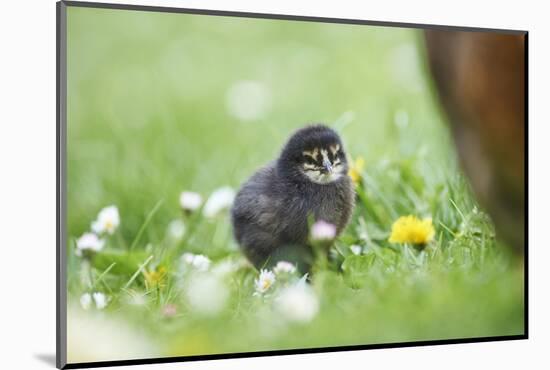 domestic fowl, Gallus gallus domesticus, chicken, meadow, stand-David & Micha Sheldon-Mounted Photographic Print