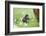 domestic fowl, Gallus gallus domesticus, chicken, meadow, stand-David & Micha Sheldon-Framed Photographic Print