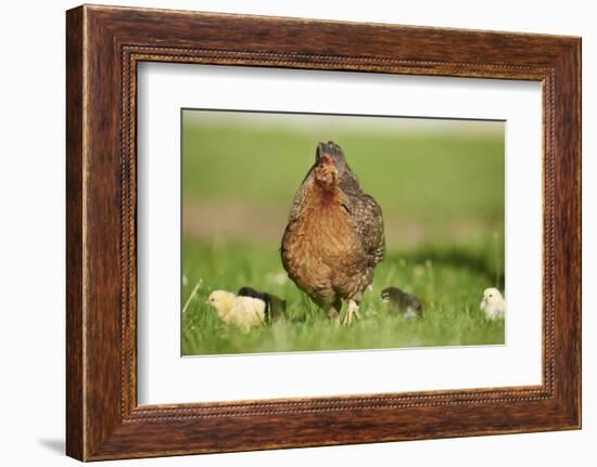 domestic fowl, Gallus gallus domesticus, chicken, meadow, stand-David & Micha Sheldon-Framed Photographic Print