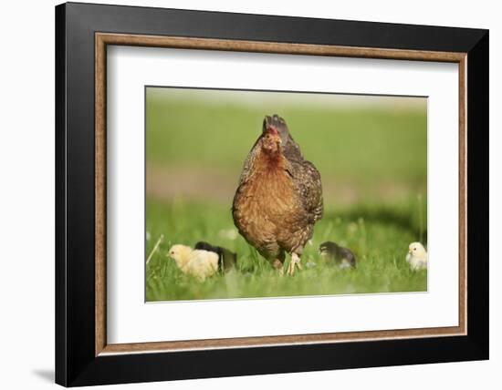 domestic fowl, Gallus gallus domesticus, chicken, meadow, stand-David & Micha Sheldon-Framed Photographic Print