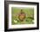 domestic fowl, Gallus gallus domesticus, chicken, meadow, stand-David & Micha Sheldon-Framed Photographic Print