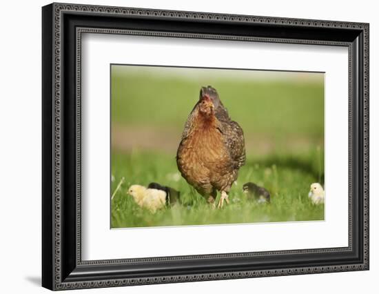 domestic fowl, Gallus gallus domesticus, chicken, meadow, stand-David & Micha Sheldon-Framed Photographic Print