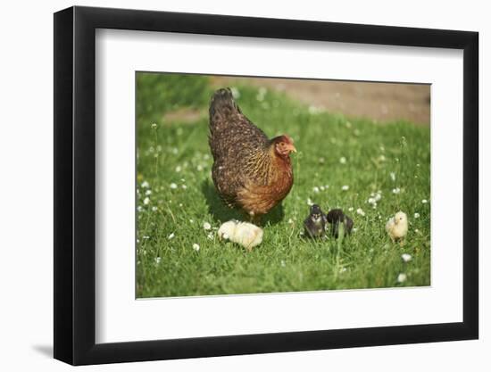 domestic fowl, Gallus gallus domesticus, chicken, meadow, stand-David & Micha Sheldon-Framed Photographic Print