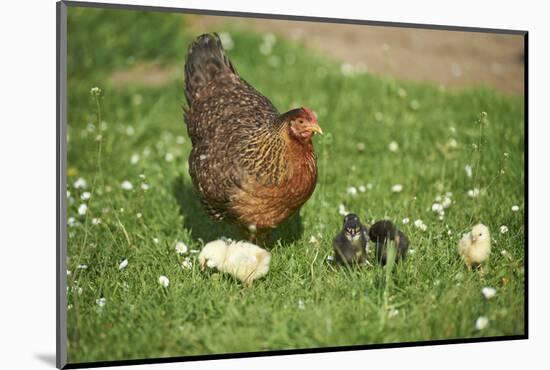 domestic fowl, Gallus gallus domesticus, chicken, meadow, stand-David & Micha Sheldon-Mounted Photographic Print