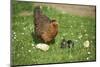 domestic fowl, Gallus gallus domesticus, chicken, meadow, stand-David & Micha Sheldon-Mounted Photographic Print