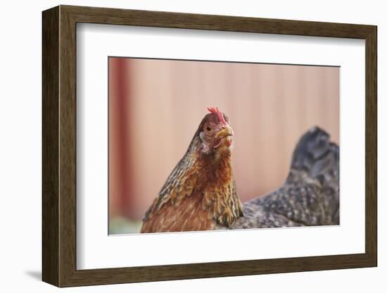 domestic fowl, Gallus gallus domesticus, hen, portrait, meadow, stand-David & Micha Sheldon-Framed Photographic Print