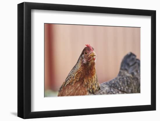 domestic fowl, Gallus gallus domesticus, hen, portrait, meadow, stand-David & Micha Sheldon-Framed Photographic Print