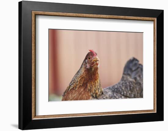 domestic fowl, Gallus gallus domesticus, hen, portrait, meadow, stand-David & Micha Sheldon-Framed Photographic Print