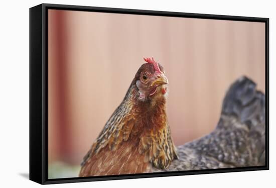 domestic fowl, Gallus gallus domesticus, hen, portrait, meadow, stand-David & Micha Sheldon-Framed Stretched Canvas