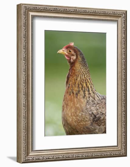 domestic fowl, Gallus gallus domesticus, hen, portrait, meadow, stand-David & Micha Sheldon-Framed Photographic Print