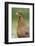 domestic fowl, Gallus gallus domesticus, hen, portrait, meadow, stand-David & Micha Sheldon-Framed Photographic Print