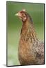domestic fowl, Gallus gallus domesticus, hen, portrait, meadow, stand-David & Micha Sheldon-Mounted Photographic Print
