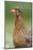 domestic fowl, Gallus gallus domesticus, hen, portrait, meadow, stand-David & Micha Sheldon-Mounted Photographic Print