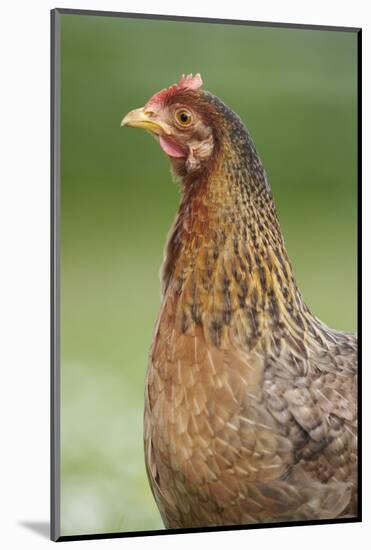 domestic fowl, Gallus gallus domesticus, hen, portrait, meadow, stand-David & Micha Sheldon-Mounted Photographic Print