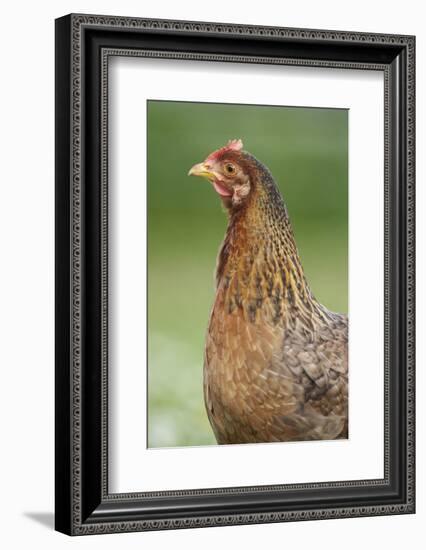 domestic fowl, Gallus gallus domesticus, hen, portrait, meadow, stand-David & Micha Sheldon-Framed Photographic Print