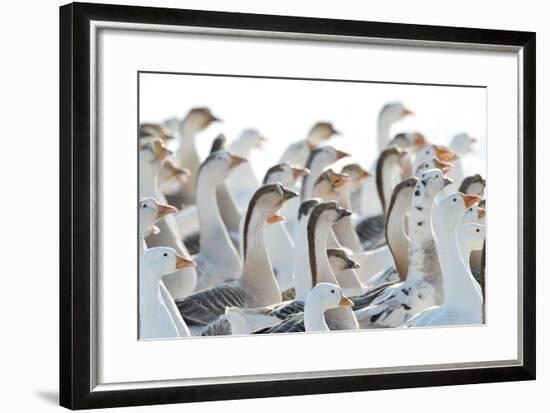 Domestic Geese Outdoor in Winter-aabeele-Framed Photographic Print