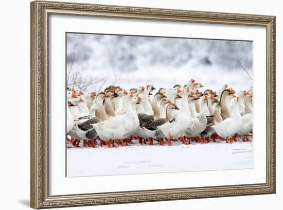 Domestic Geese Outdoor in Winter-aabeele-Framed Photographic Print