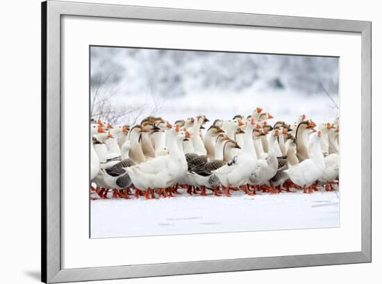 Domestic Geese Outdoor in Winter-aabeele-Framed Photographic Print