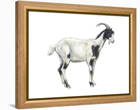 Domestic Goat (Capra Hircus), Mammals-Encyclopaedia Britannica-Framed Stretched Canvas