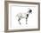 Domestic Goat (Capra Hircus), Mammals-Encyclopaedia Britannica-Framed Art Print