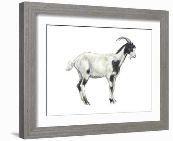 Domestic Goat (Capra Hircus), Mammals-Encyclopaedia Britannica-Framed Art Print