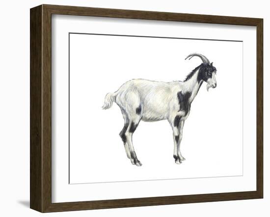 Domestic Goat (Capra Hircus), Mammals-Encyclopaedia Britannica-Framed Art Print