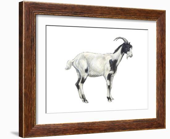 Domestic Goat (Capra Hircus), Mammals-Encyclopaedia Britannica-Framed Art Print