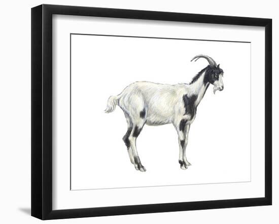 Domestic Goat (Capra Hircus), Mammals-Encyclopaedia Britannica-Framed Art Print