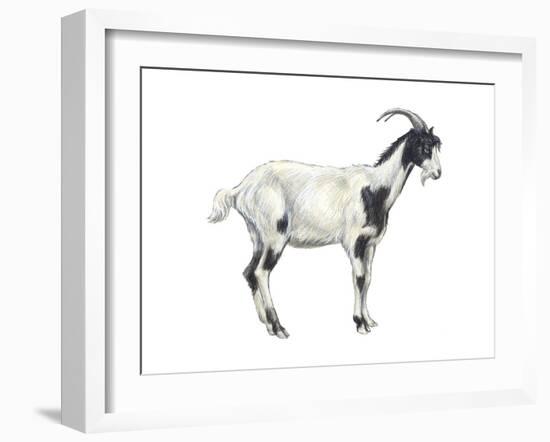 Domestic Goat (Capra Hircus), Mammals-Encyclopaedia Britannica-Framed Art Print