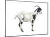 Domestic Goat (Capra Hircus), Mammals-Encyclopaedia Britannica-Mounted Art Print