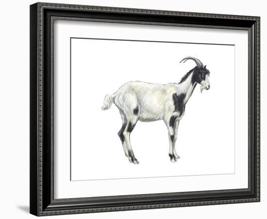 Domestic Goat (Capra Hircus), Mammals-Encyclopaedia Britannica-Framed Art Print