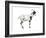 Domestic Goat (Capra Hircus), Mammals-Encyclopaedia Britannica-Framed Art Print