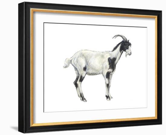 Domestic Goat (Capra Hircus), Mammals-Encyclopaedia Britannica-Framed Art Print