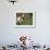 Domestic Goat, Grazing, USA-Lynn M. Stone-Framed Photographic Print displayed on a wall