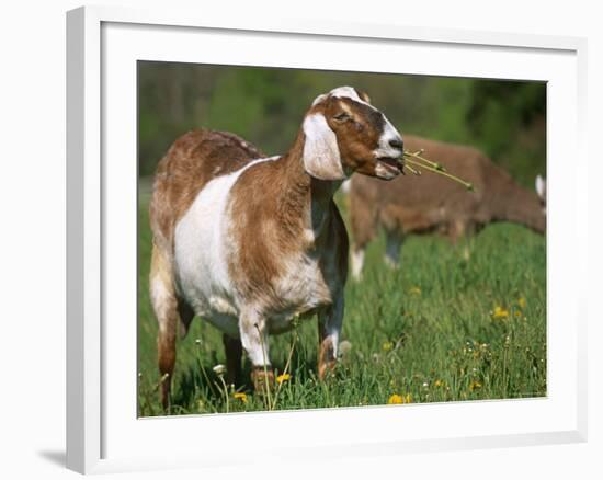 Domestic Goat, Grazing, USA-Lynn M. Stone-Framed Photographic Print