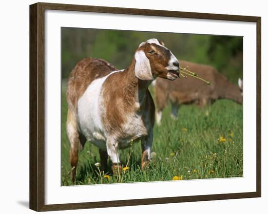 Domestic Goat, Grazing, USA-Lynn M. Stone-Framed Photographic Print