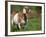 Domestic Goat, Grazing, USA-Lynn M. Stone-Framed Photographic Print