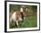 Domestic Goat, Grazing, USA-Lynn M. Stone-Framed Photographic Print