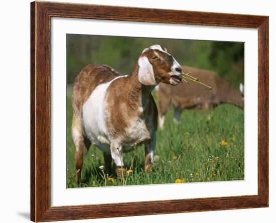 Domestic Goat, Grazing, USA-Lynn M. Stone-Framed Photographic Print