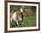 Domestic Goat, Grazing, USA-Lynn M. Stone-Framed Photographic Print