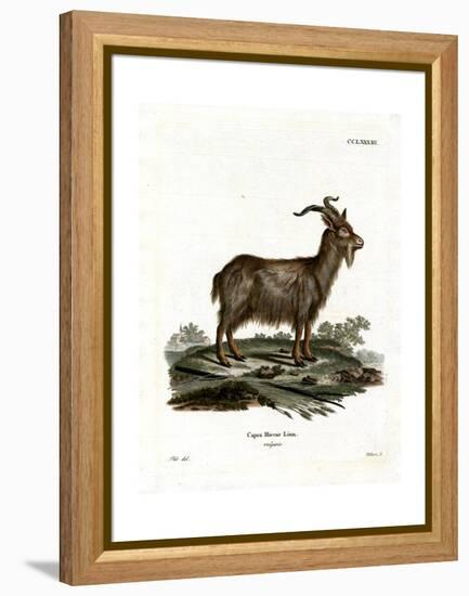 Domestic Goat-null-Framed Premier Image Canvas