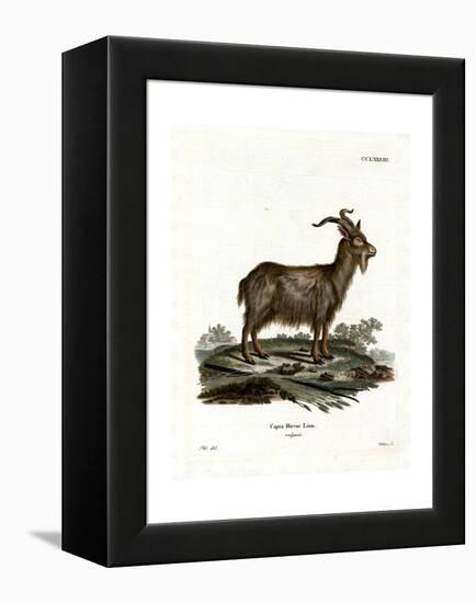 Domestic Goat-null-Framed Premier Image Canvas