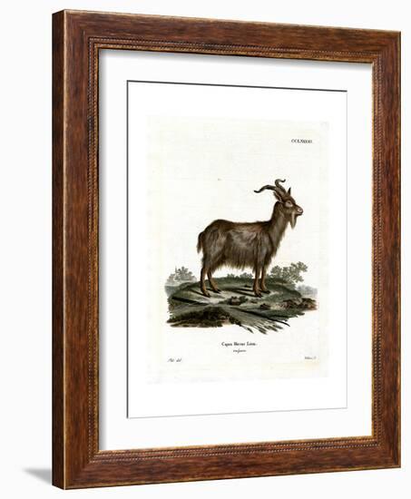 Domestic Goat-null-Framed Giclee Print